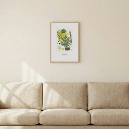Sydney Green Wattle Botanical Art Print - Birch & Banksia