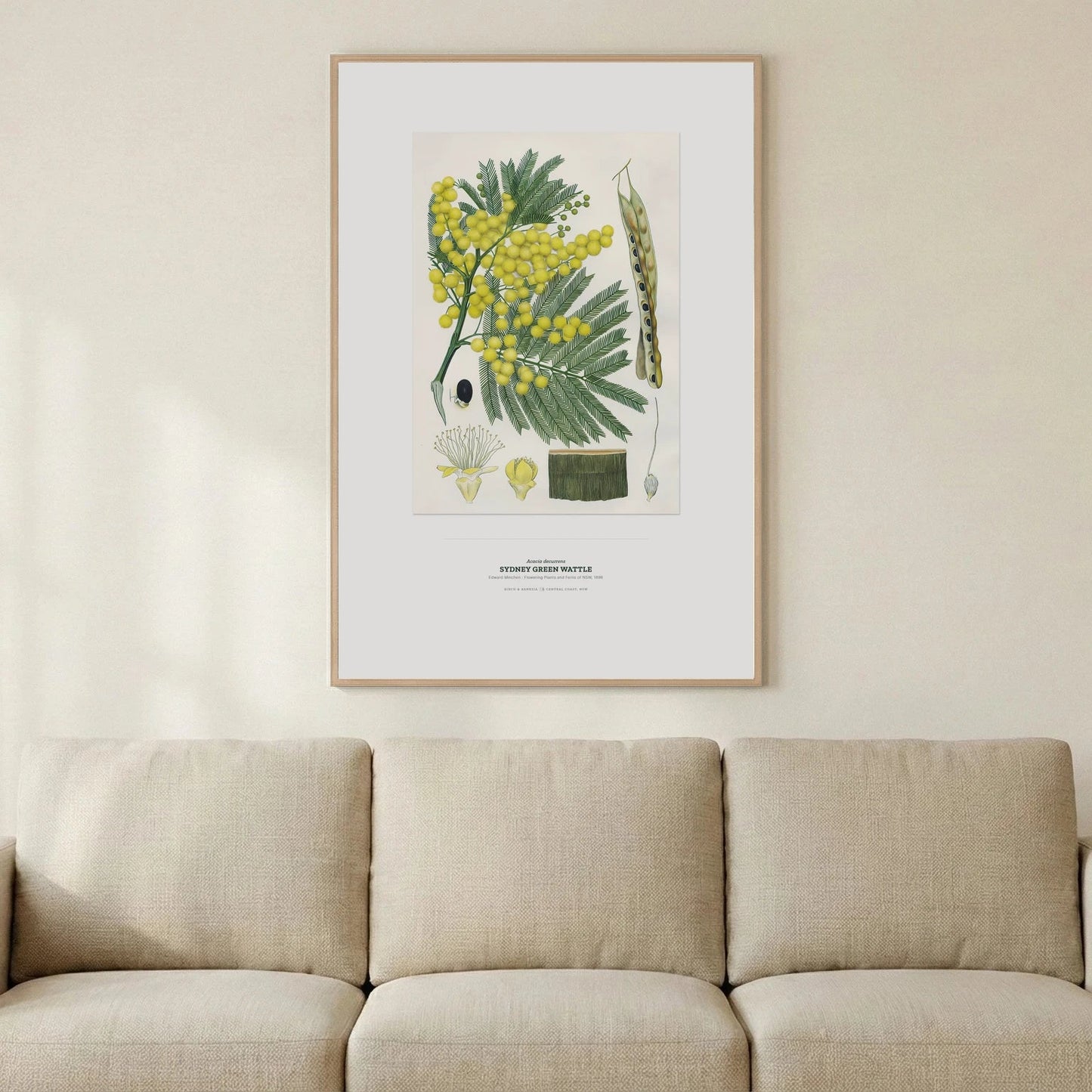 Sydney Green Wattle Botanical Art Print - Birch & Banksia