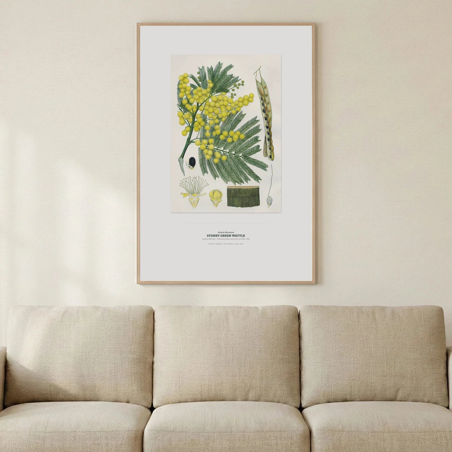 Sydney Green Wattle Botanical Art Print - Birch & Banksia