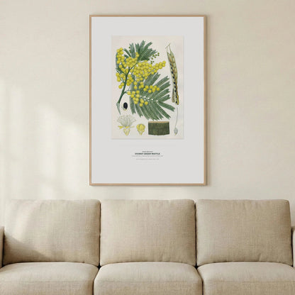 Sydney Green Wattle Botanical Art Print - Birch & Banksia