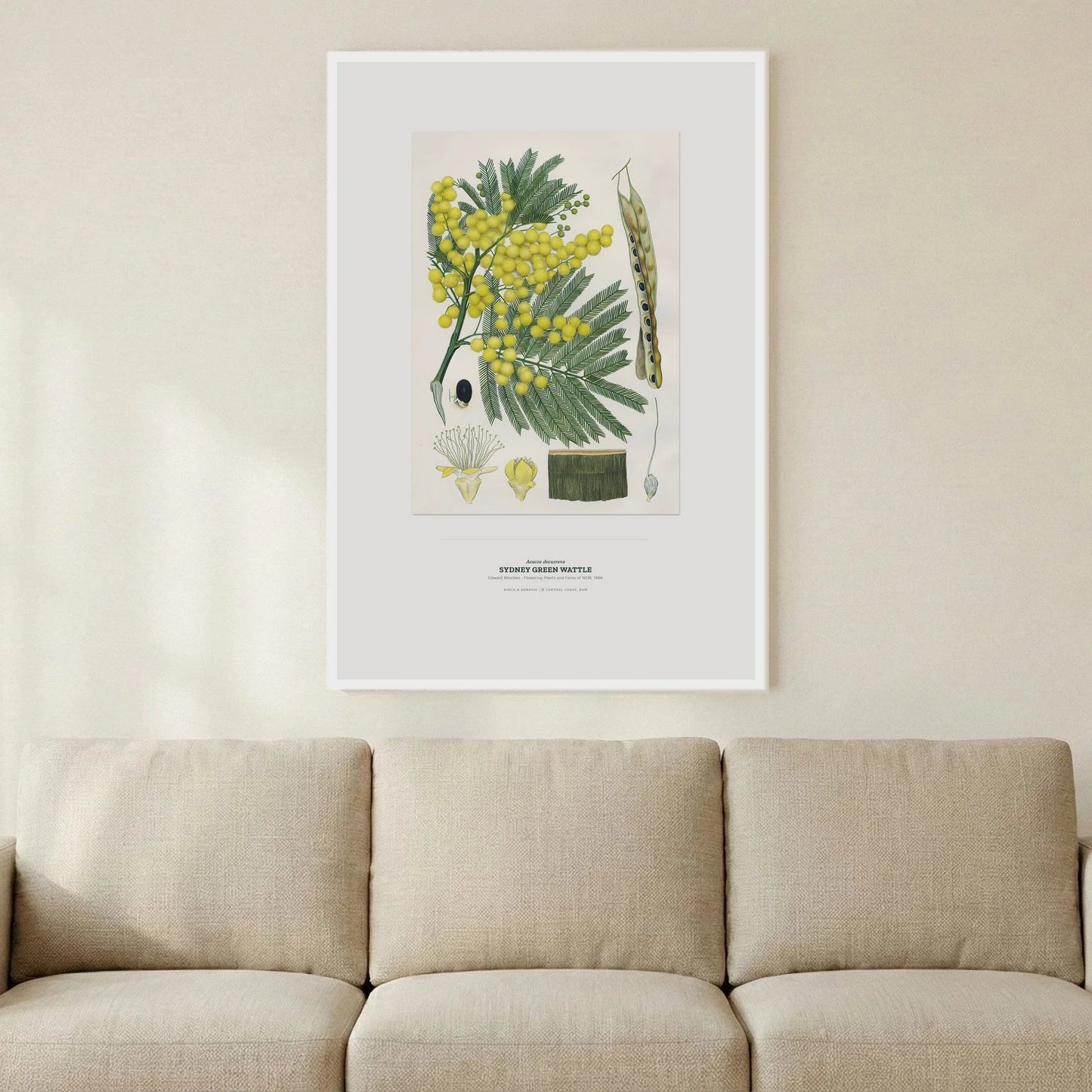Sydney Green Wattle Botanical Art Print - Birch & Banksia