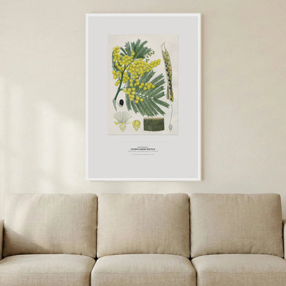 Sydney Green Wattle Botanical Art Print - Birch & Banksia