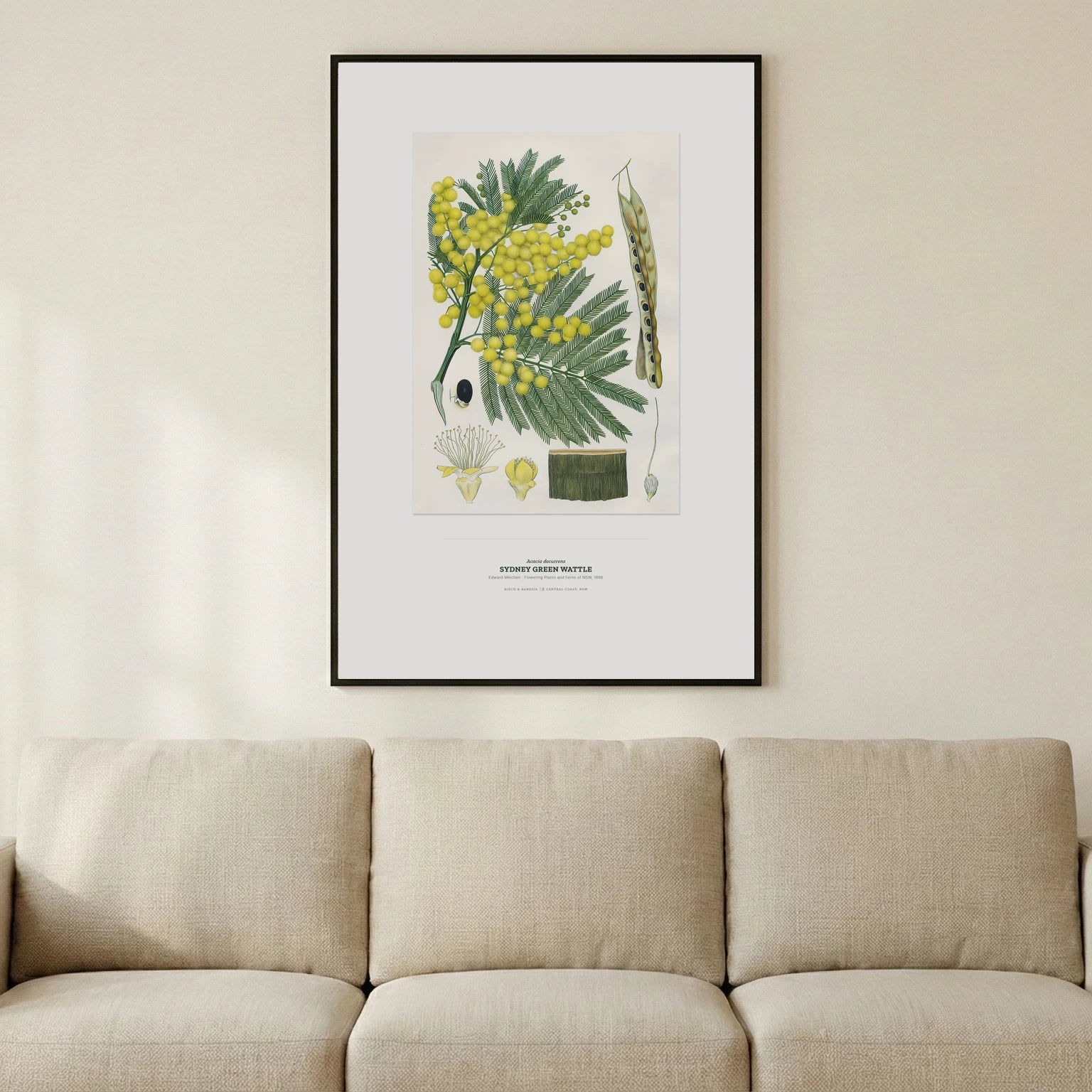 Sydney Green Wattle Botanical Art Print - Birch & Banksia