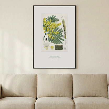 Sydney Green Wattle Botanical Art Print - Birch & Banksia