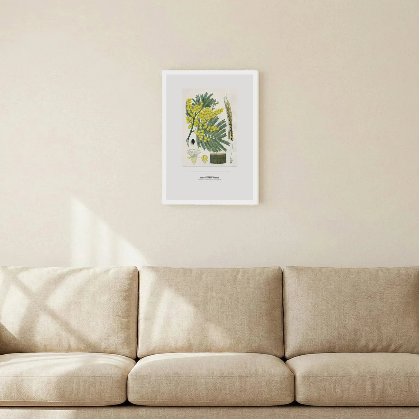 Sydney Green Wattle Botanical Art Print - Birch & Banksia