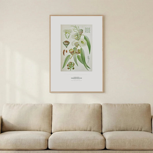 Tasmanian Blue Gum Botanical Art Print - Birch & Banksia