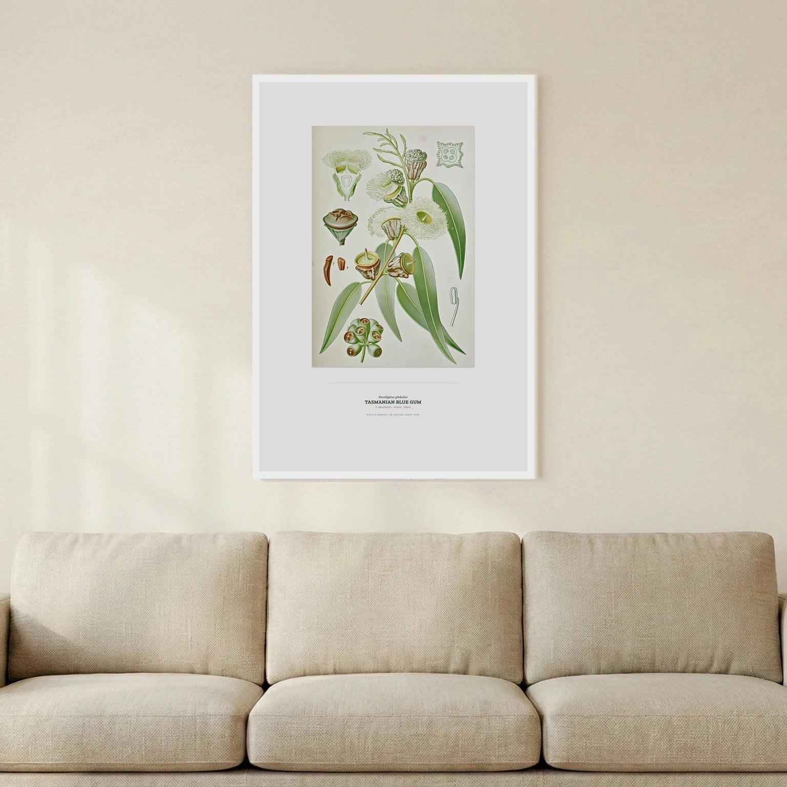 Tasmanian Blue Gum Botanical Art Print - Birch & Banksia