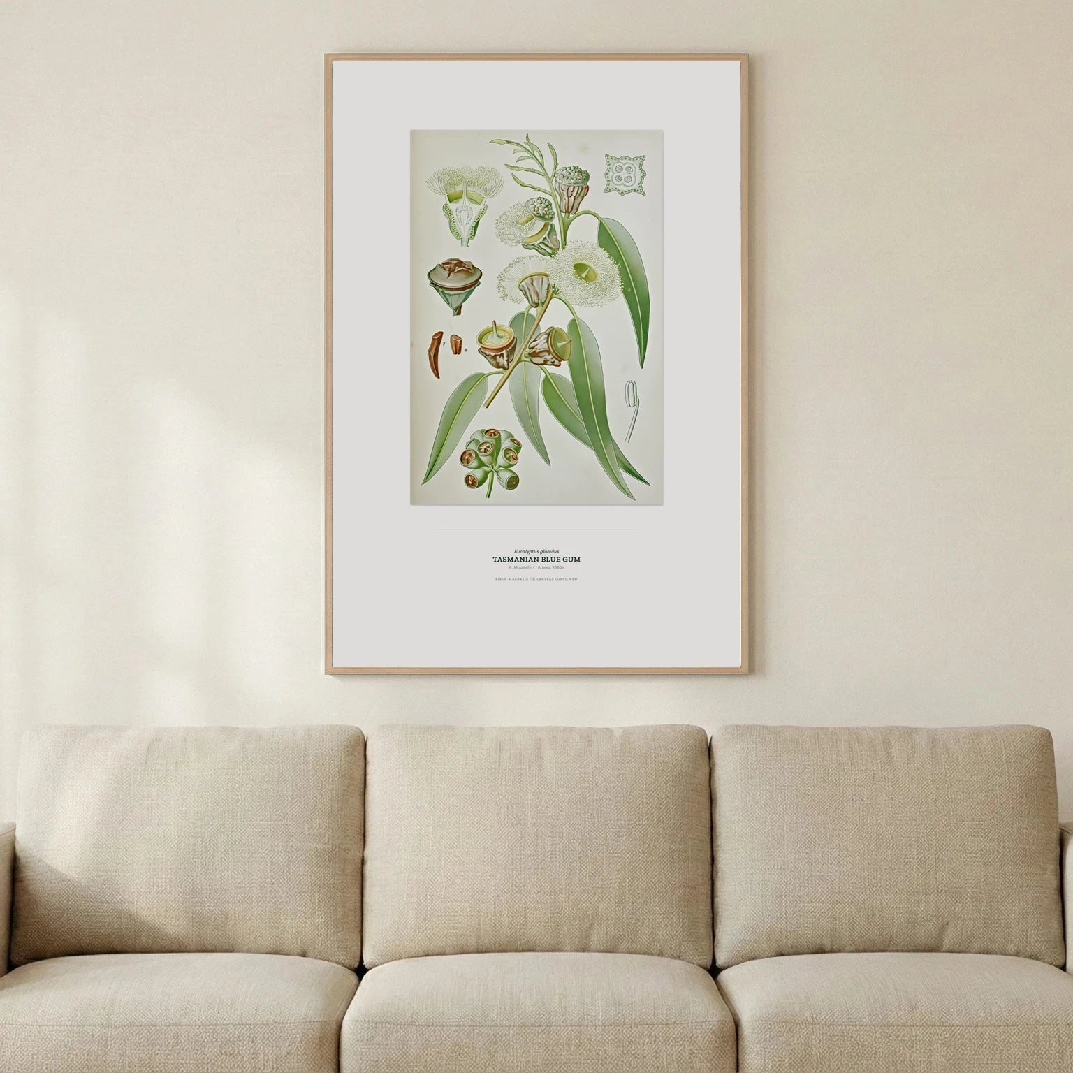 Tasmanian Blue Gum Botanical Art Print - Birch & Banksia