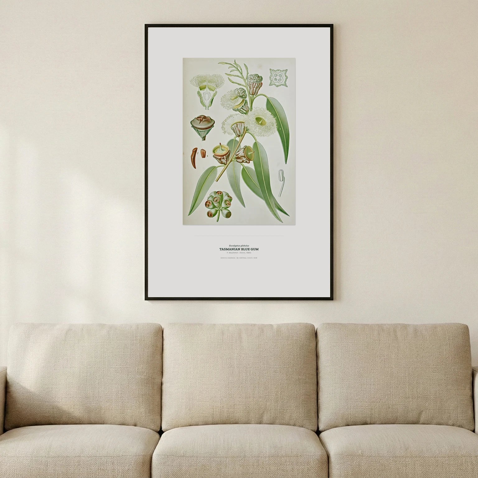 Tasmanian Blue Gum Botanical Art Print - Birch & Banksia