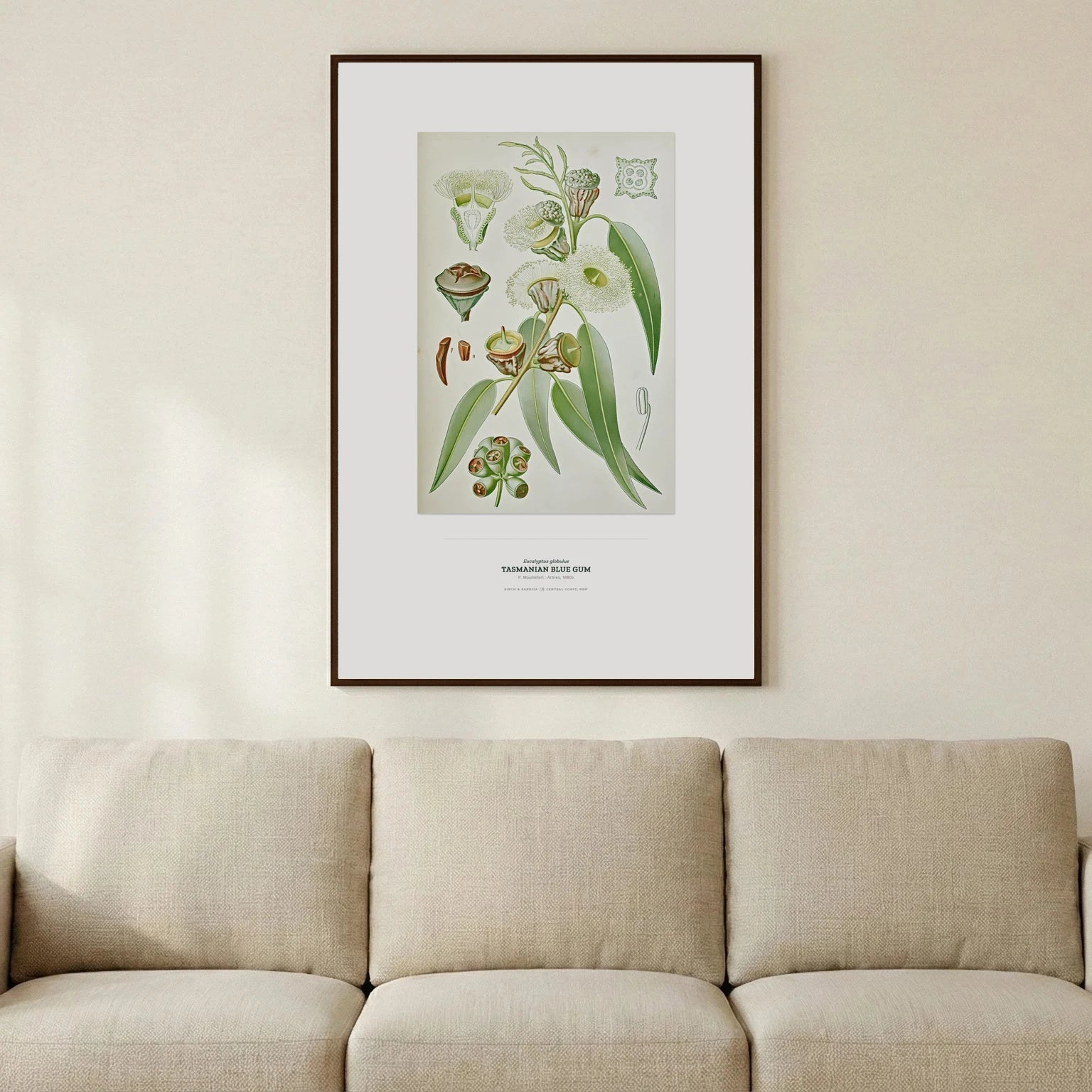 Tasmanian Blue Gum Botanical Art Print - Birch & Banksia