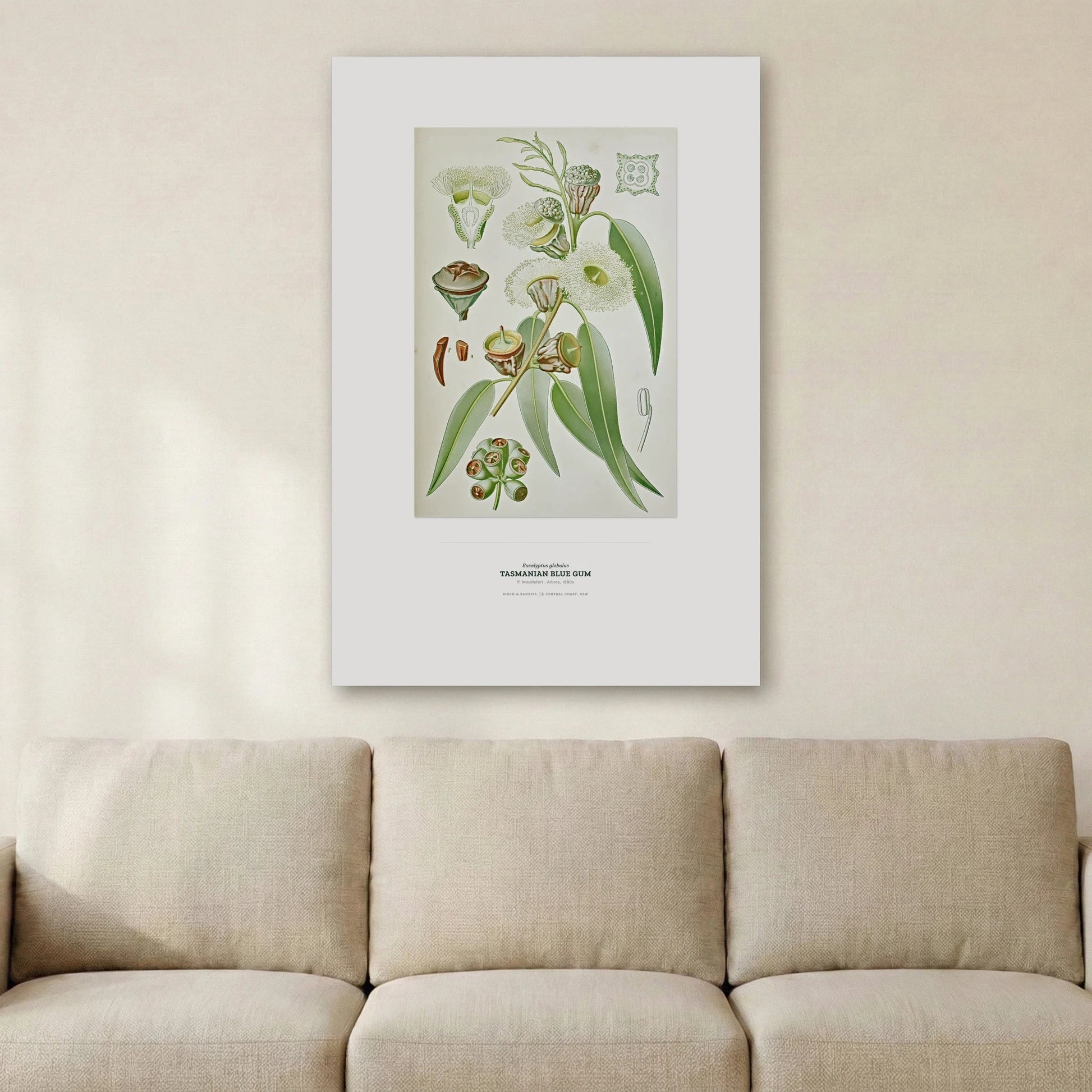 Tasmanian Blue Gum Botanical Art Print - Birch & Banksia