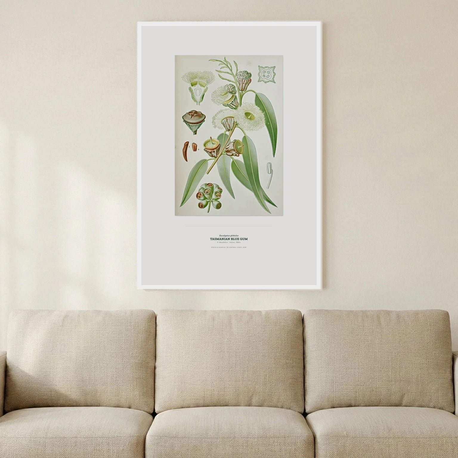 Tasmanian Blue Gum Botanical Art Print - Birch & Banksia
