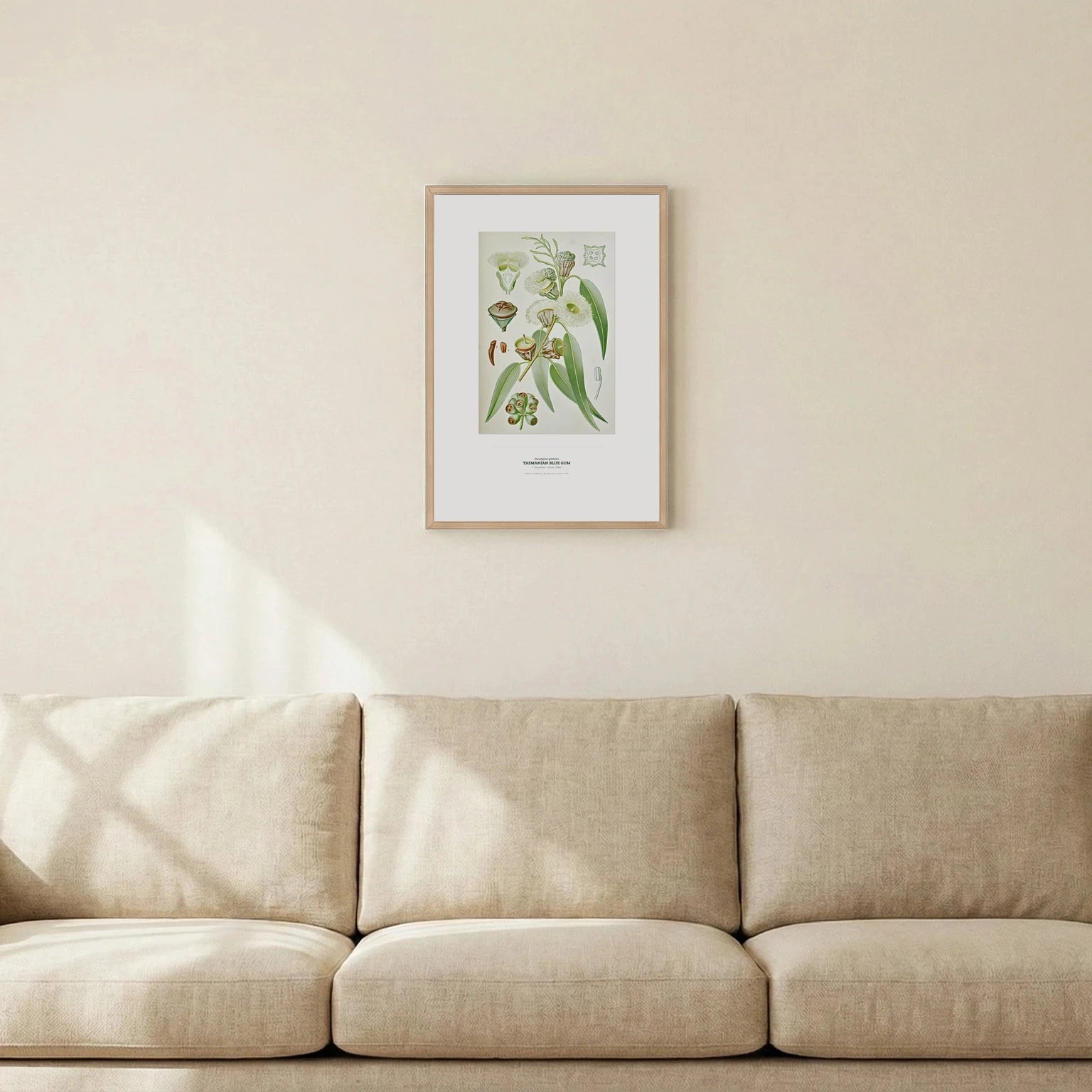 Tasmanian Blue Gum Botanical Art Print - Birch & Banksia