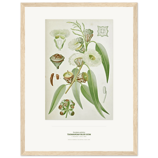 Tasmanian Blue Gum Botanical Art Print - Birch & Banksia
