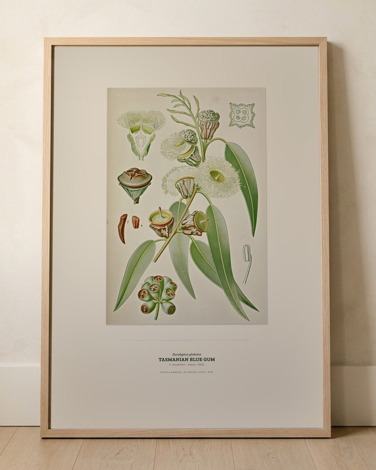 Tasmanian Blue Gum Botanical Art Print - Birch & Banksia