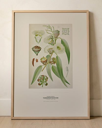 Tasmanian Blue Gum Botanical Art Print - Birch & Banksia