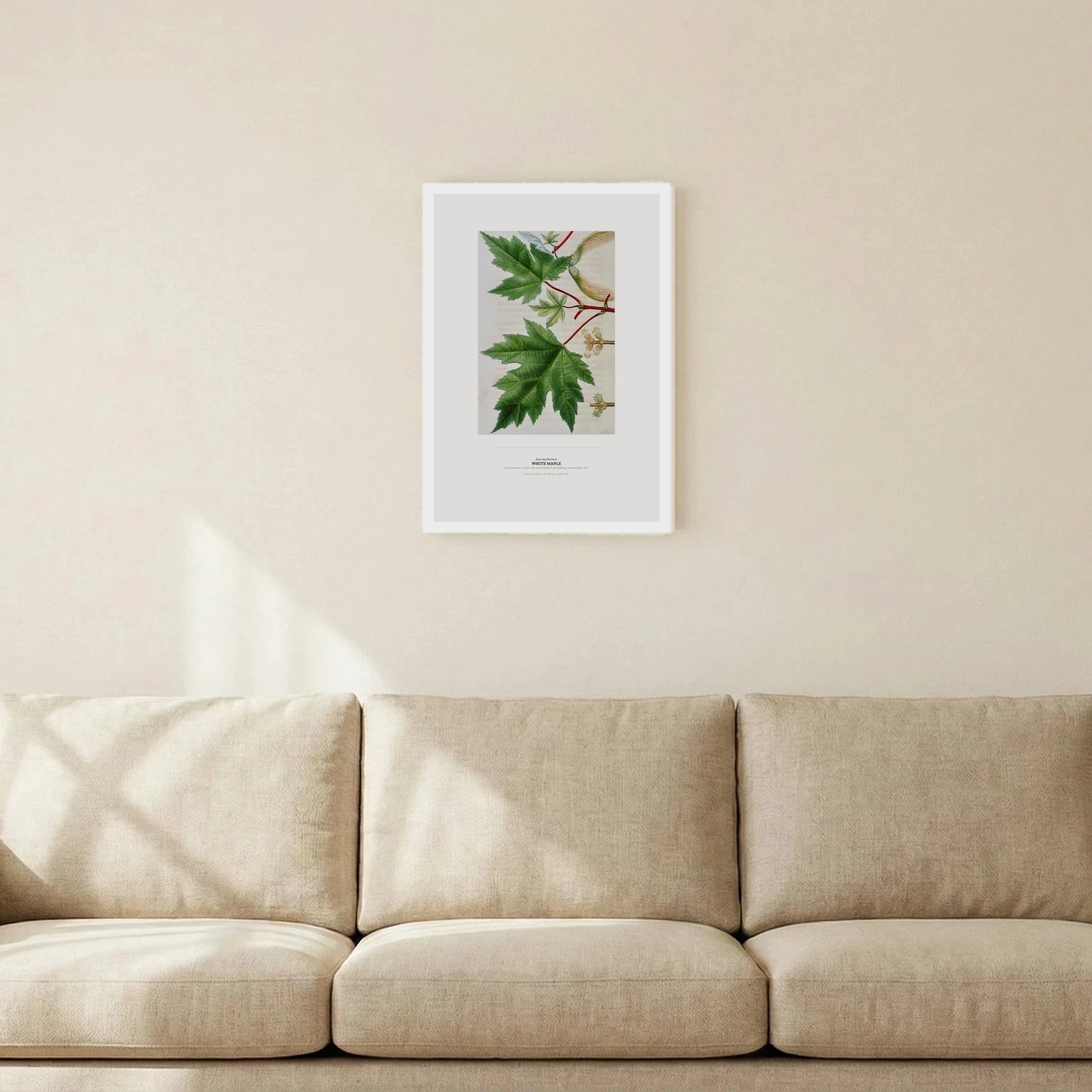 White Maple Botanical Art Print - Birch & Banksia