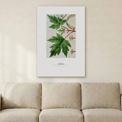 White Maple Botanical Art Print - Birch & Banksia