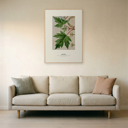 White Maple Botanical Art Print - Birch & Banksia