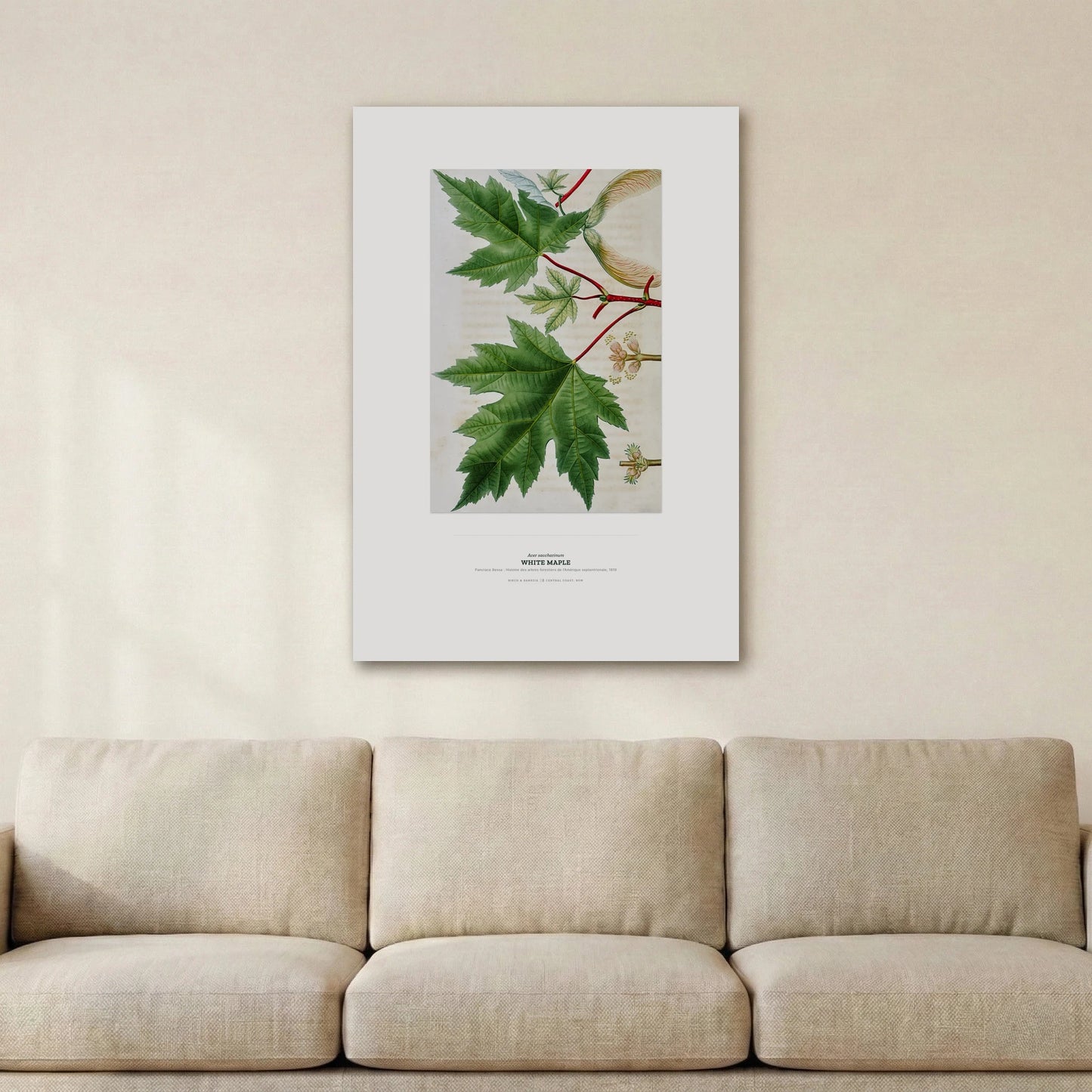White Maple Botanical Art Print - Birch & Banksia
