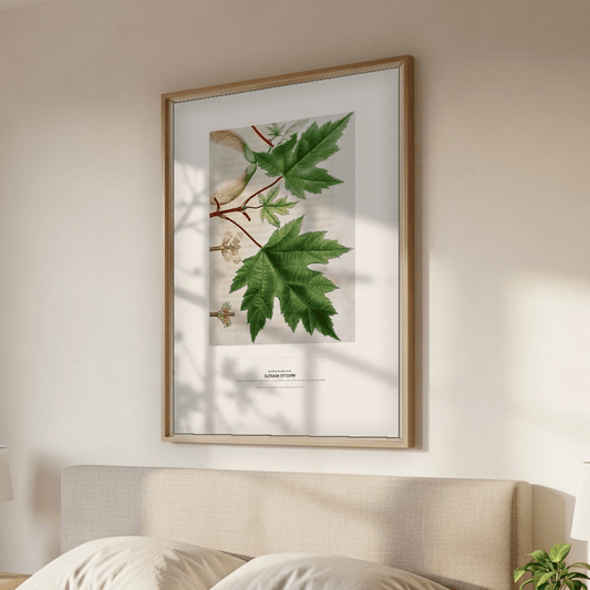 White Maple Botanical Art Print - Birch & Banksia