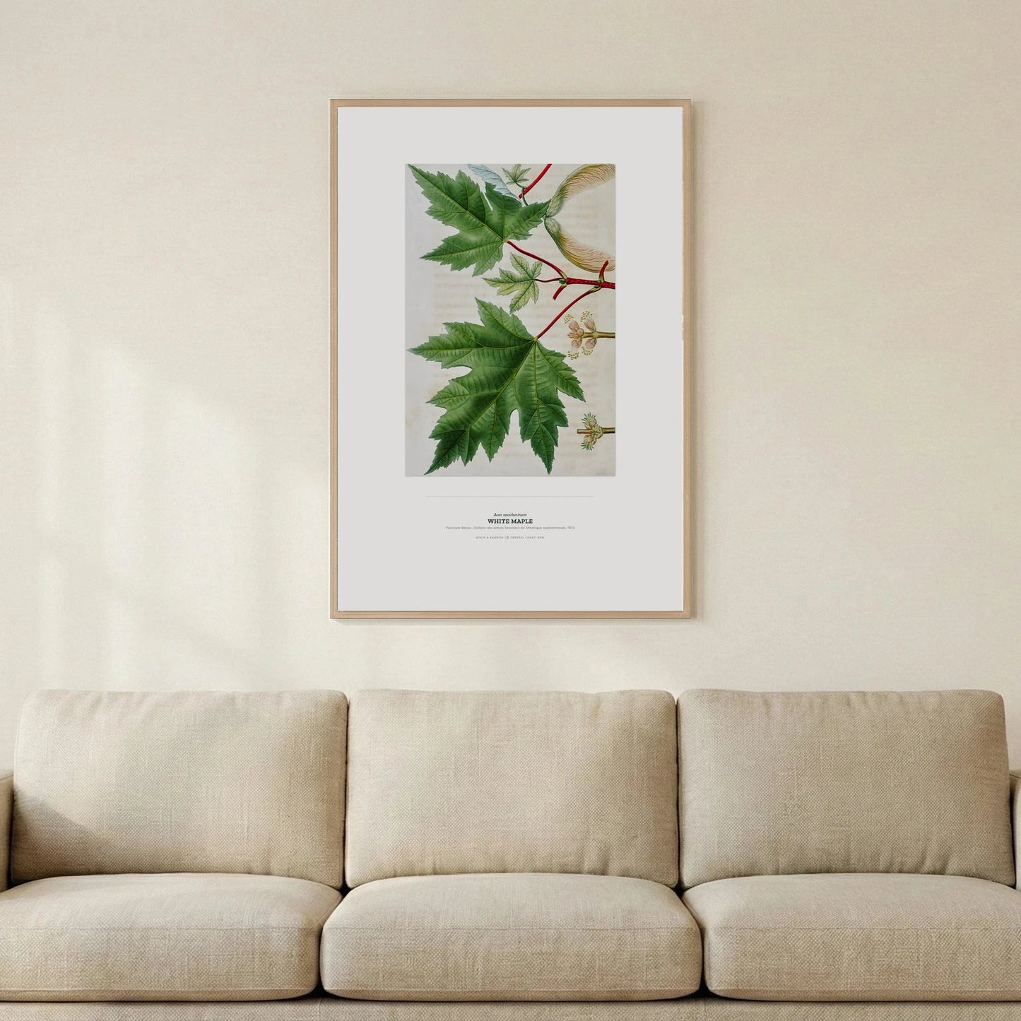 White Maple Botanical Art Print - Birch & Banksia