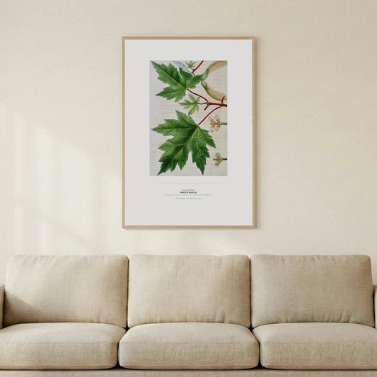 White Maple Botanical Art Print - Birch & Banksia