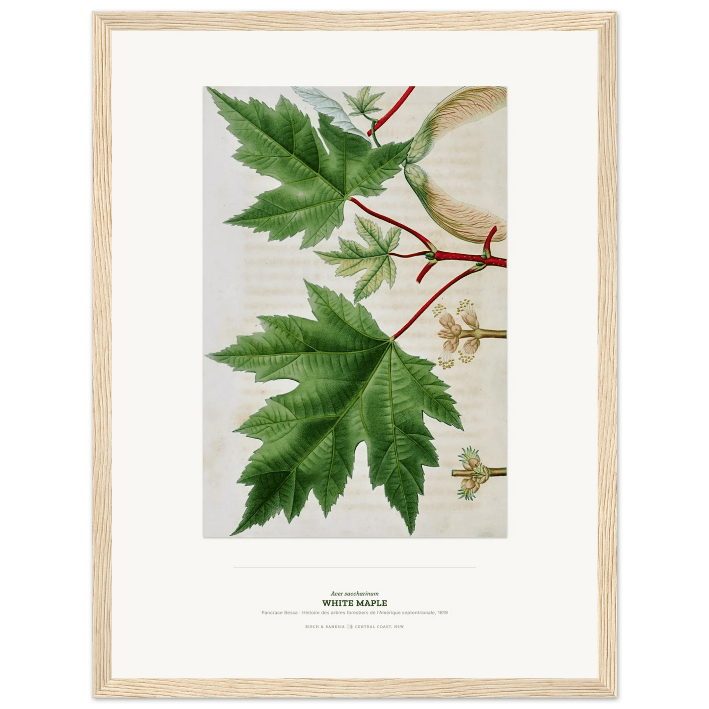 White Maple Botanical Art Print - Birch & Banksia