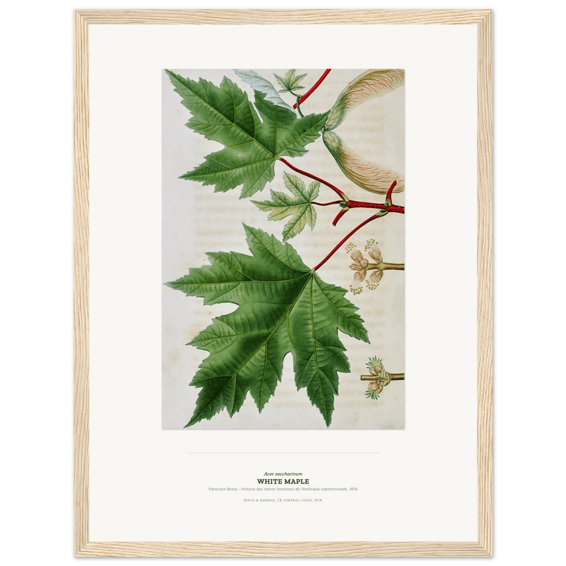 White Maple Botanical Art Print - Birch & Banksia