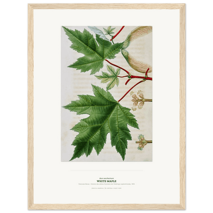 White Maple Botanical Art Print - Birch & Banksia