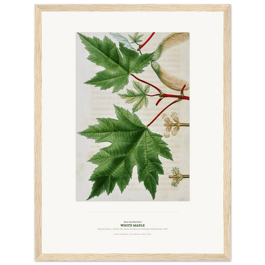 White Maple Botanical Art Print - Birch & Banksia