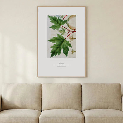 White Maple Botanical Art Print - Birch & Banksia