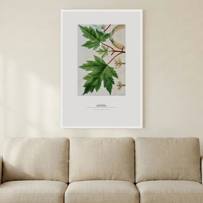 White Maple Botanical Art Print - Birch & Banksia