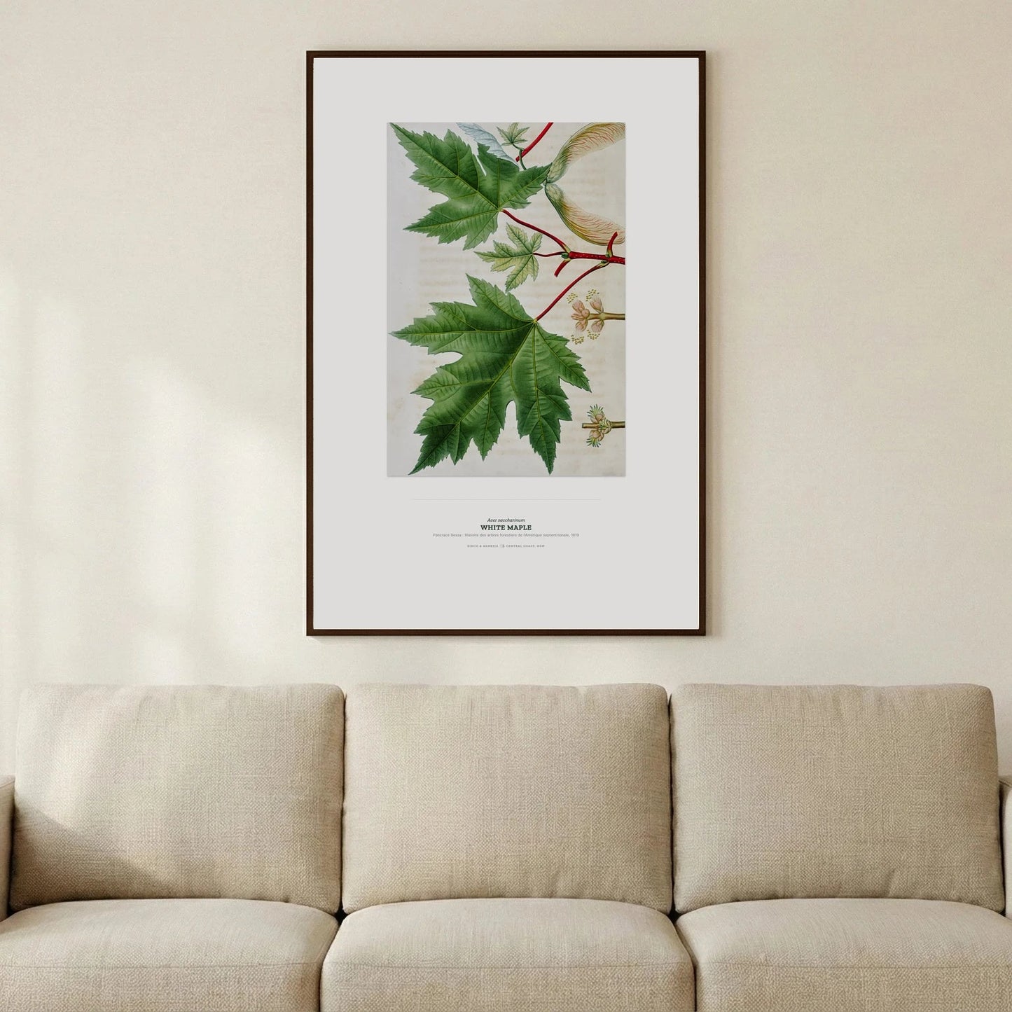 White Maple Botanical Art Print - Birch & Banksia