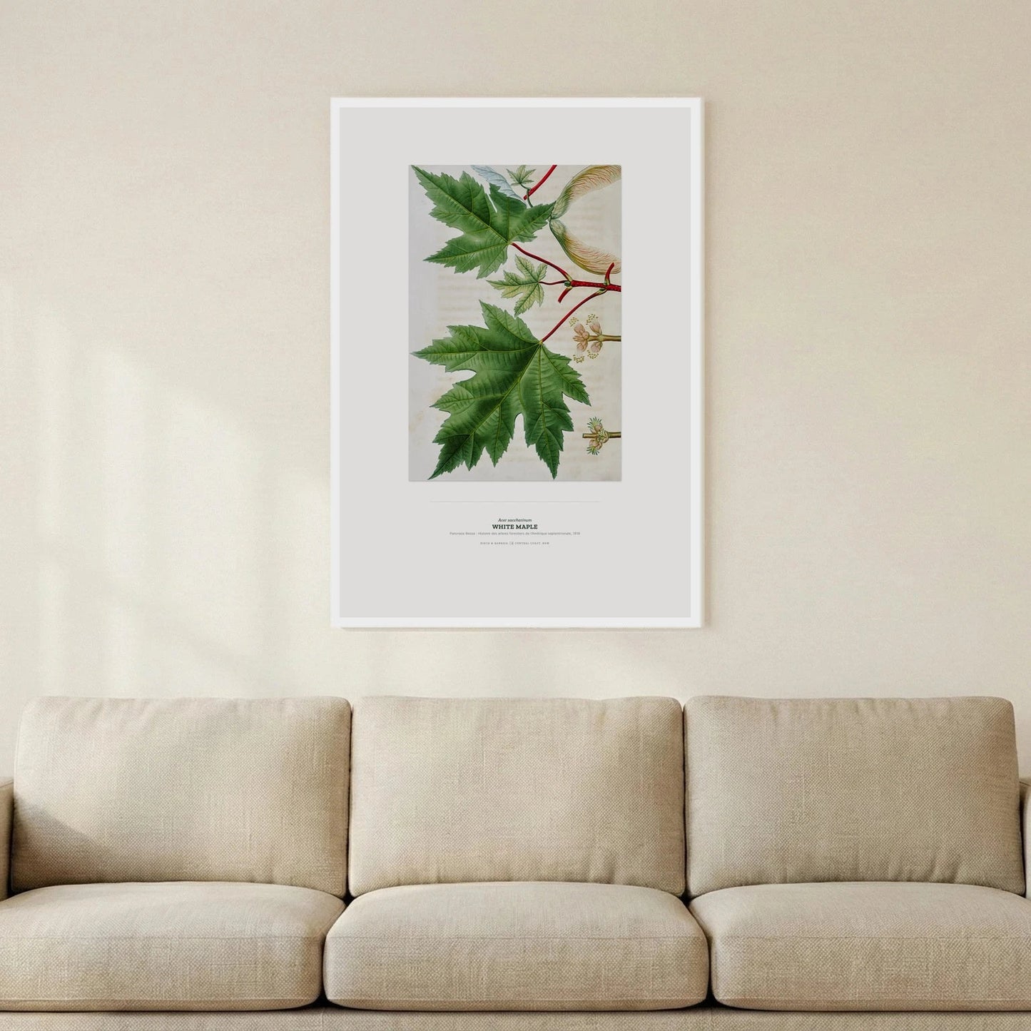 White Maple Botanical Art Print - Birch & Banksia