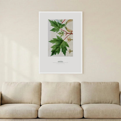White Maple Botanical Art Print - Birch & Banksia
