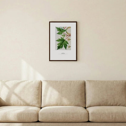 White Maple Botanical Art Print - Birch & Banksia