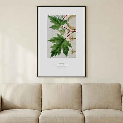 White Maple Botanical Art Print - Birch & Banksia