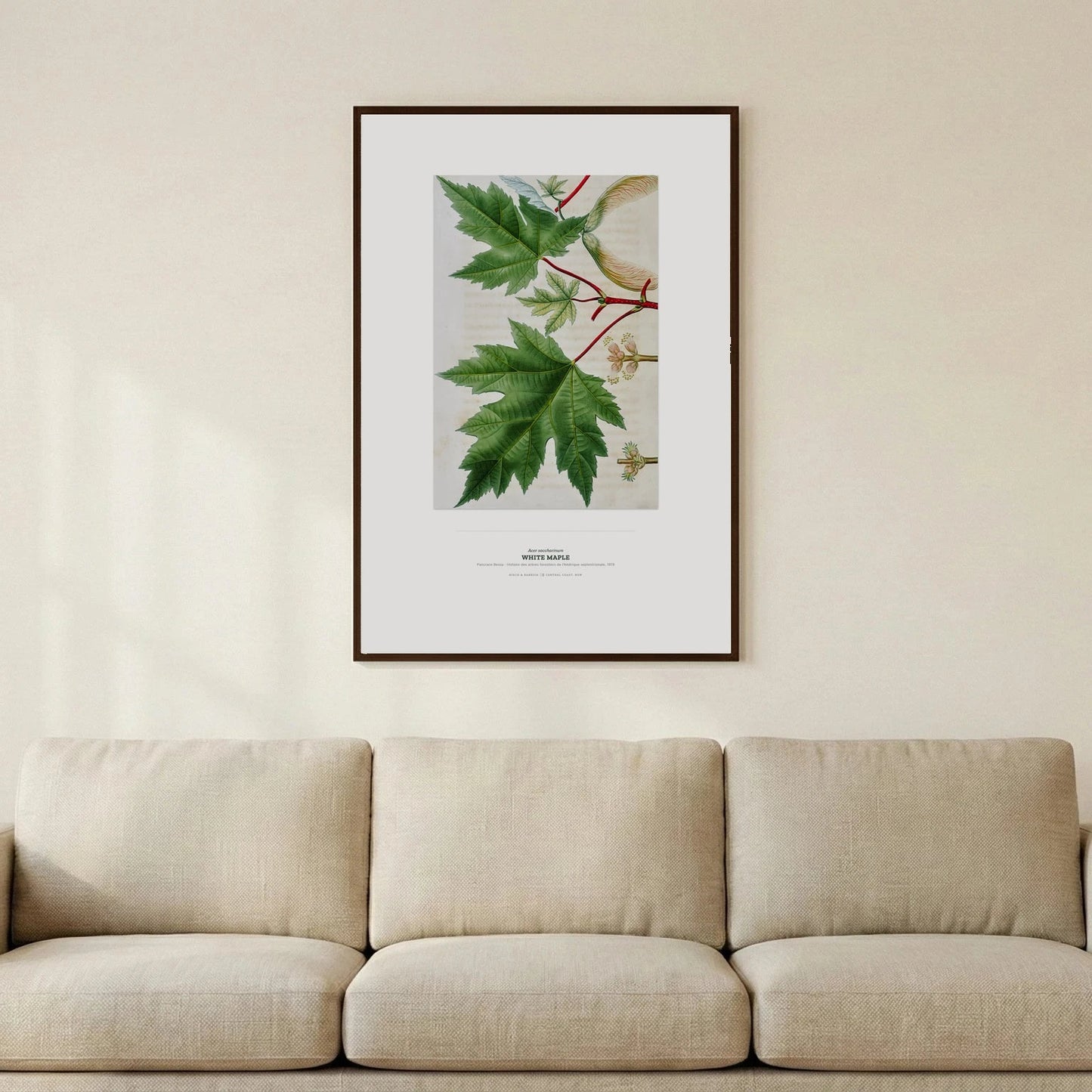 White Maple Botanical Art Print - Birch & Banksia