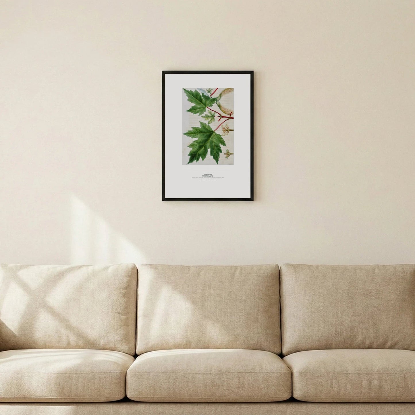 White Maple Botanical Art Print - Birch & Banksia