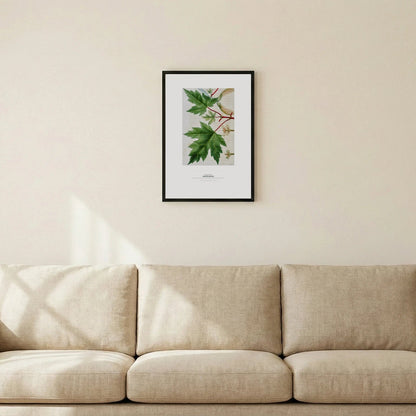 White Maple Botanical Art Print - Birch & Banksia