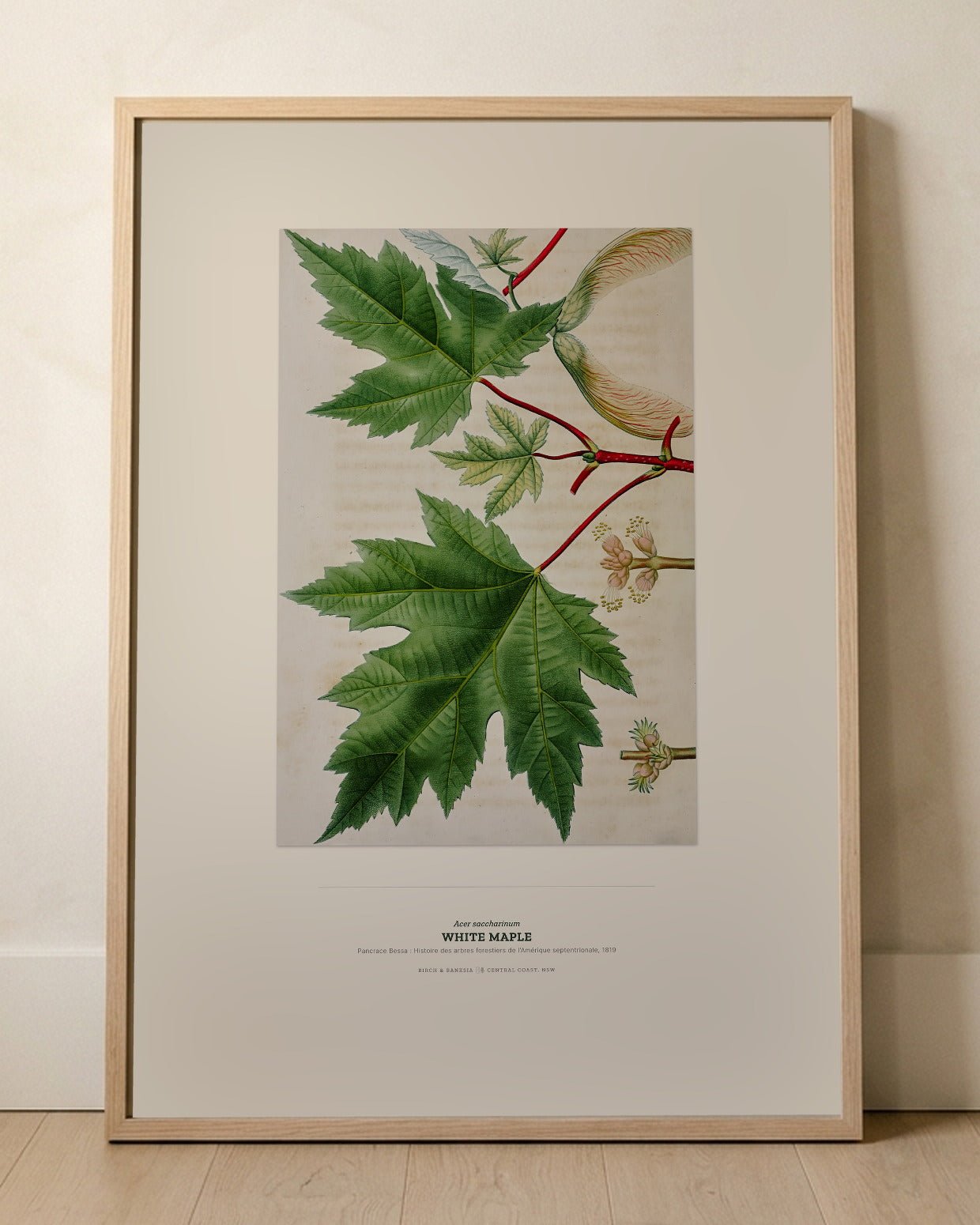 White Maple Botanical Art Print - Birch & Banksia