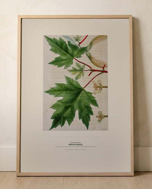 White Maple Botanical Art Print - Birch & Banksia