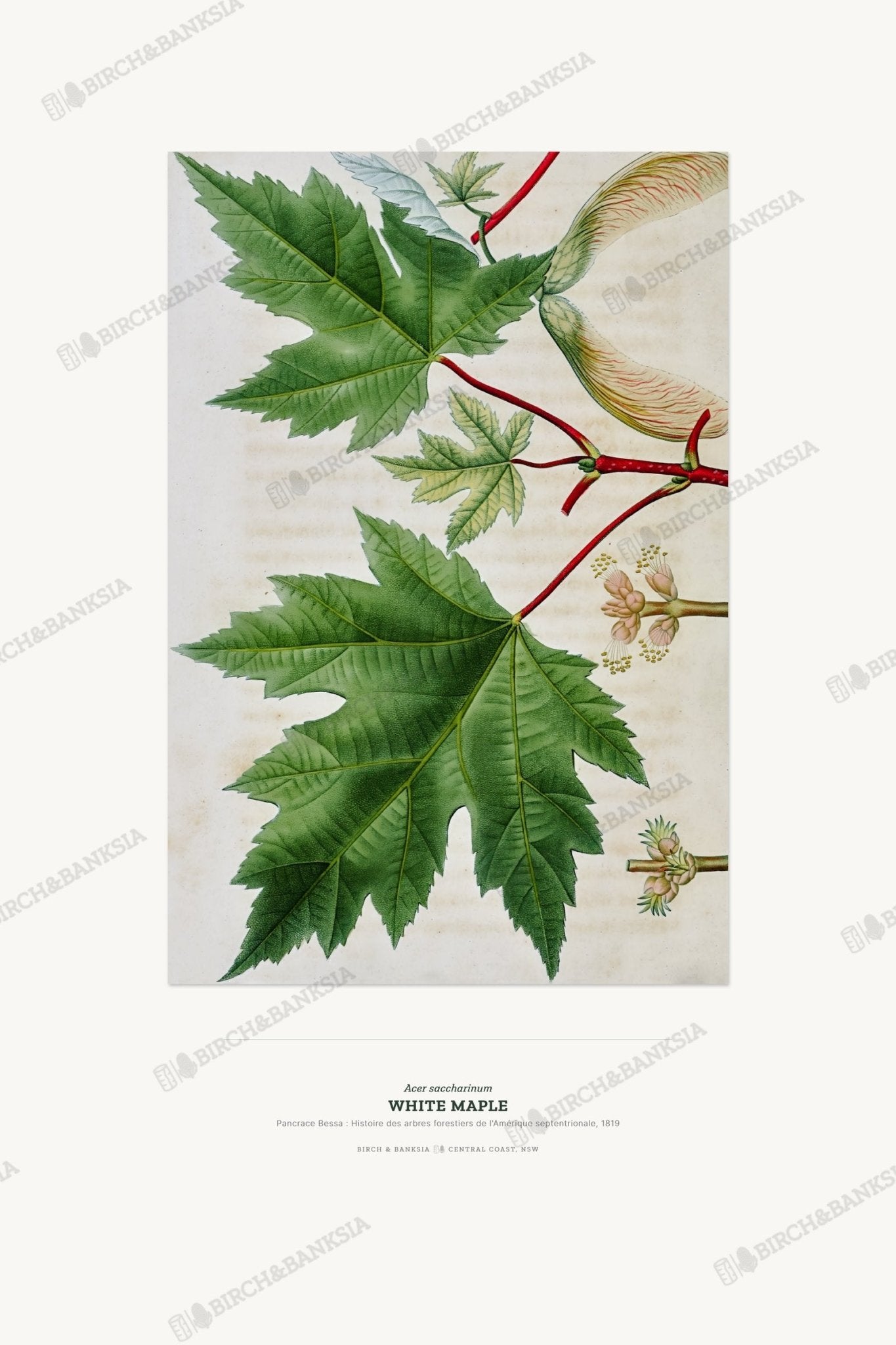 White Maple Botanical Art Print - Birch & Banksia