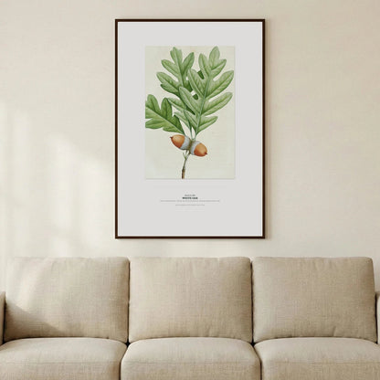 White Oak Botanical Art Print - Birch & Banksia
