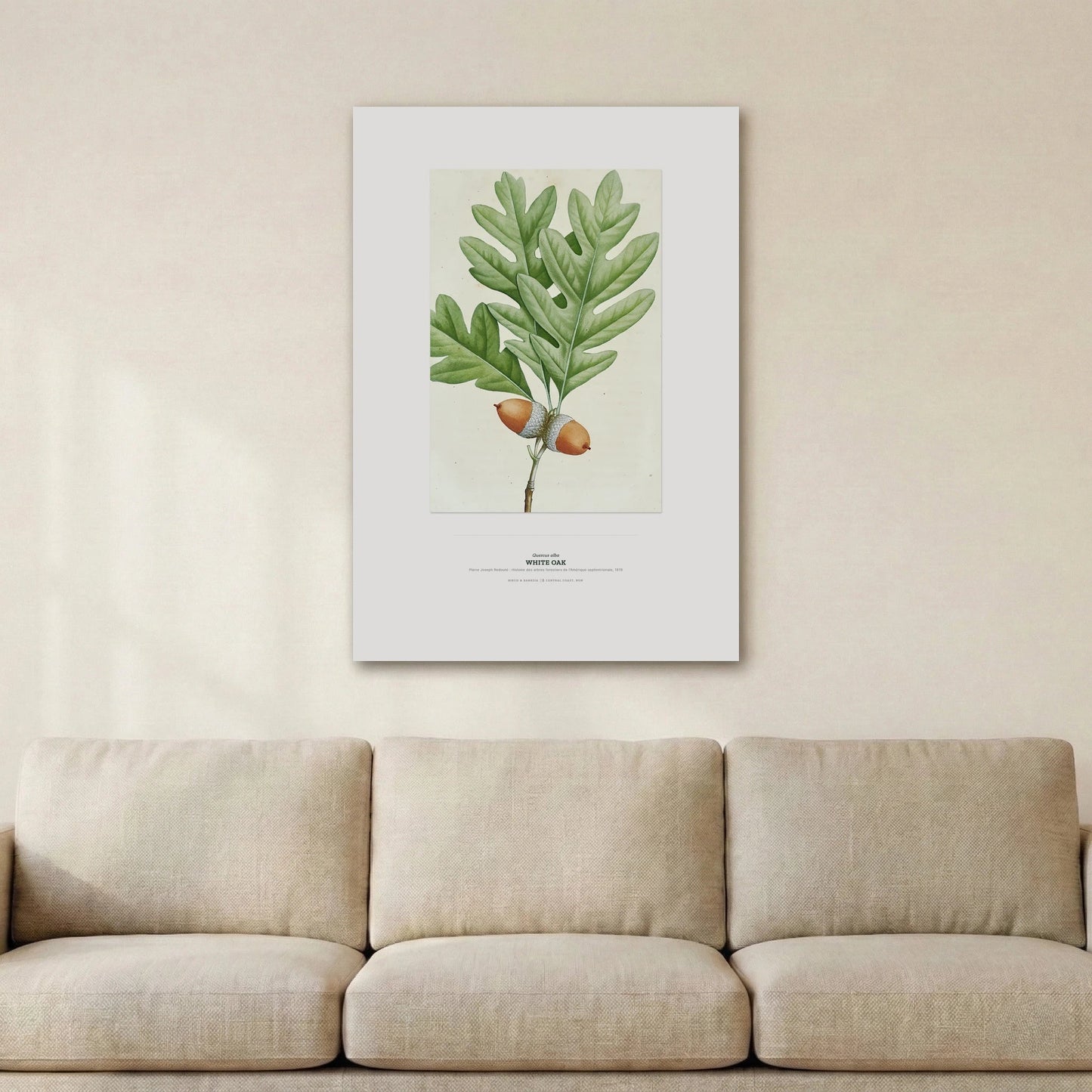 White Oak Botanical Art Print - Birch & Banksia