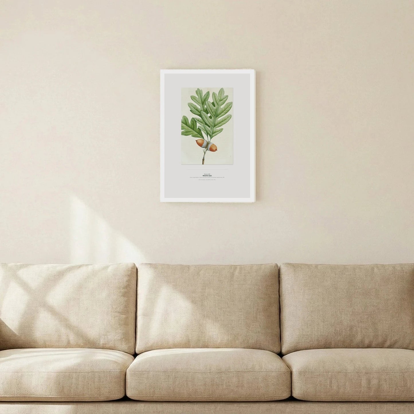 White Oak Botanical Art Print - Birch & Banksia