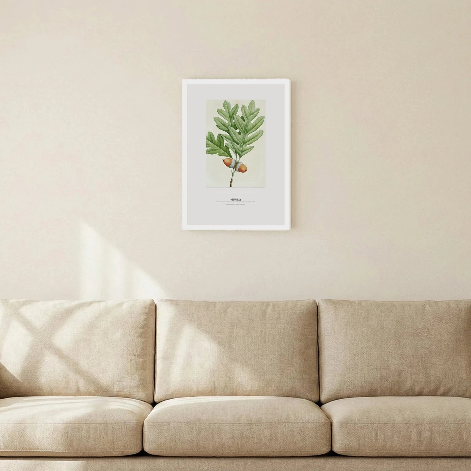 White Oak Botanical Art Print - Birch & Banksia
