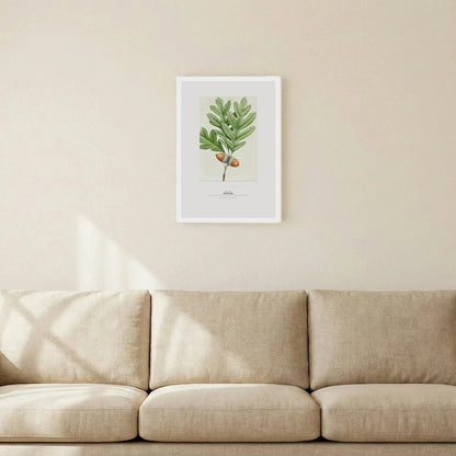 White Oak Botanical Art Print - Birch & Banksia