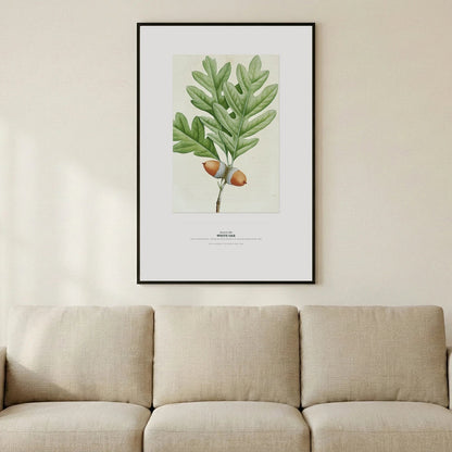 White Oak Botanical Art Print - Birch & Banksia